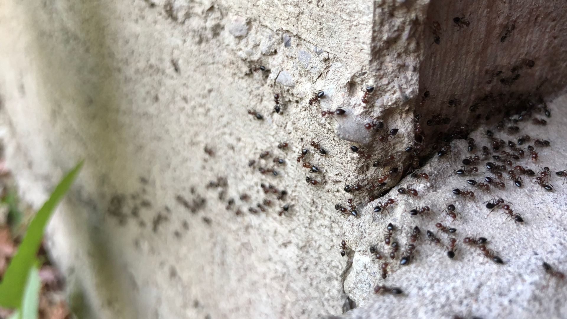 Ant infestation found on property in Watauga, TX.