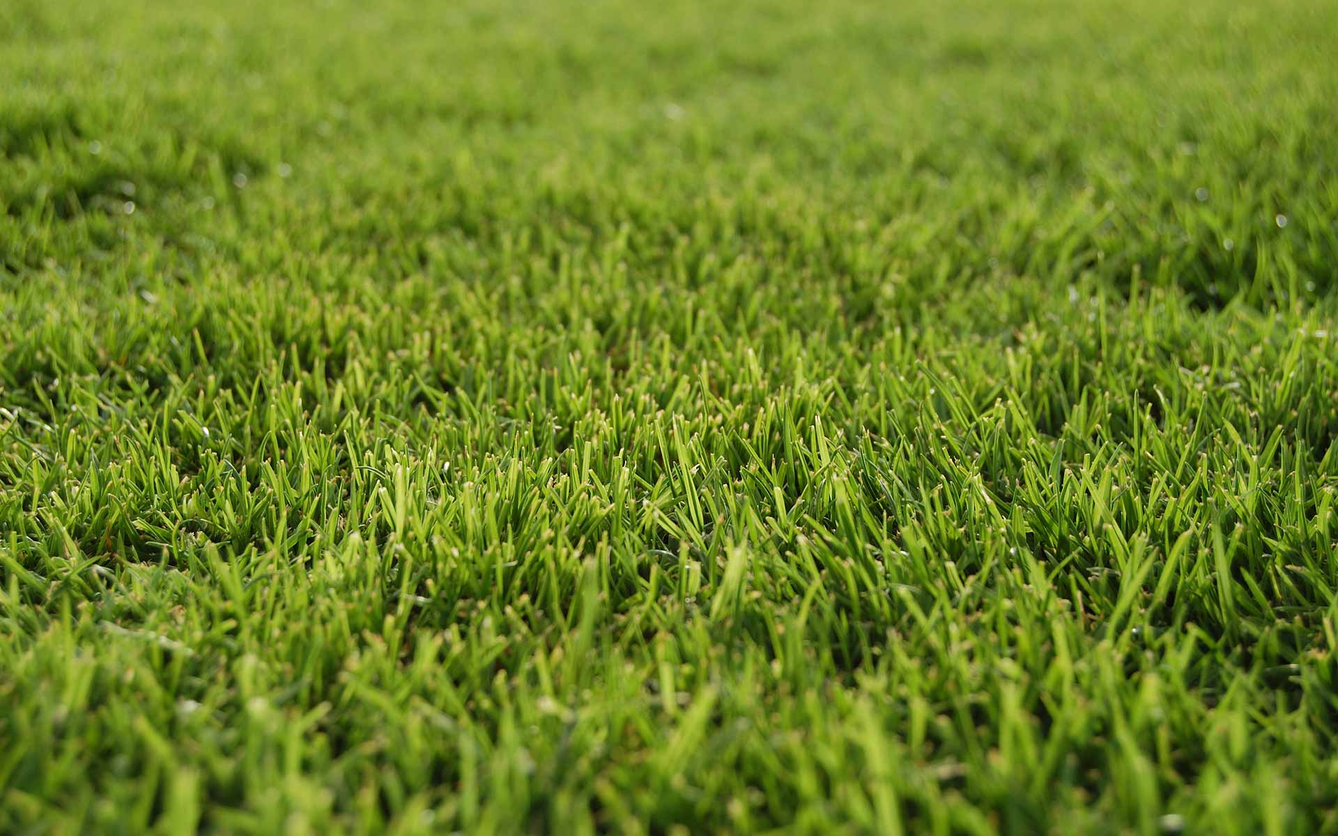 Healthy, green lawn grass at a home in Keller, TX.