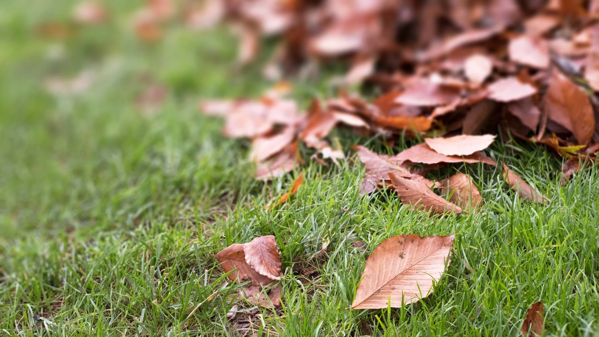 These Problems Can Occur When You Don't Remove Leaves From Your Lawn!