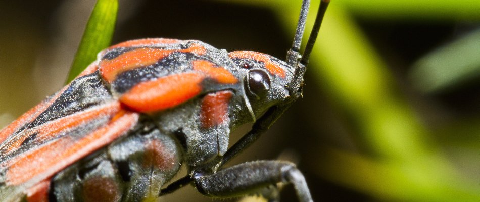 Chinch bug found in a lawn near Keller, Texas.