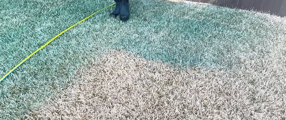 Dyed pre-emergent added to weed control treatment applied to lawn in Keller, TX.