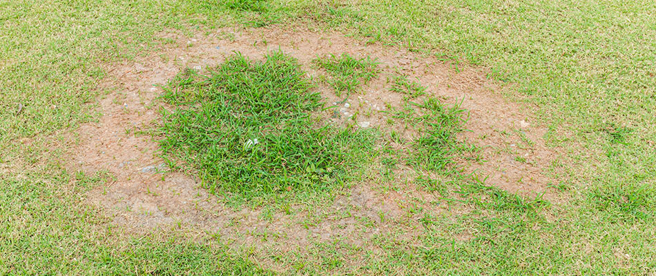Fairy ring found in a client's lawn in Haslet, TX.