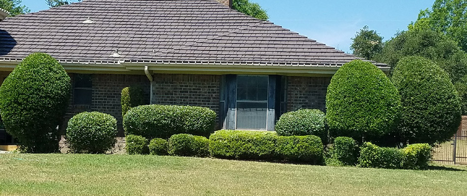 Hedges trimmed in landscape bed in Trophy Club, TX.