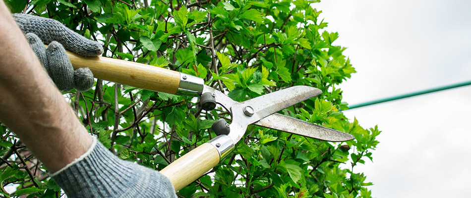 A professional trimming a shrub tree in Watauga, TX.