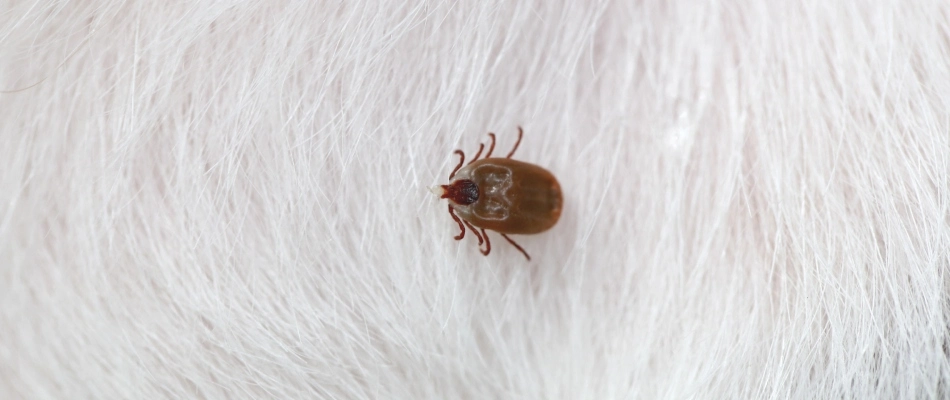 Tick found on homeowner's pet in Keller, TX.