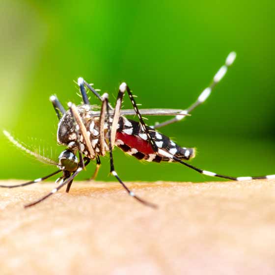 Mosquito control treatments for homes and businesses in Haslet, TX.